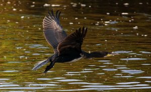 cormorant river calder