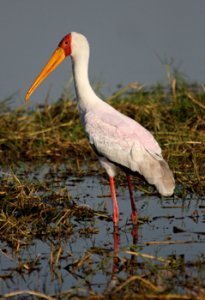 Yellow-billed Stork