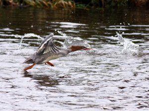 take off time (goosander)