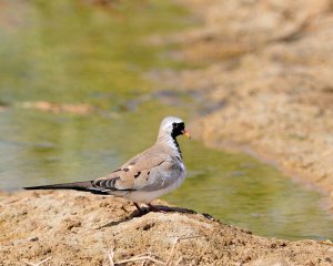 Namaqua dove