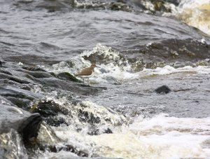 shootin the rapids(common sandpiper)