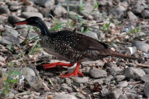 African Finfoot