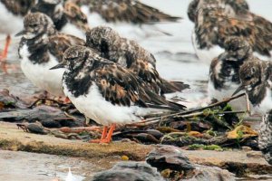 Turnstone