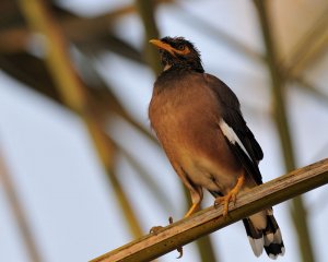 Common mynah