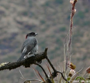 Red Crested Cotinga