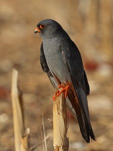 Red-footed Falcon