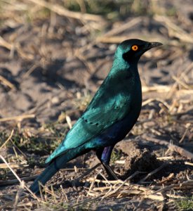 Greater Blue-eared Starling