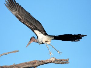 Marabou Stork