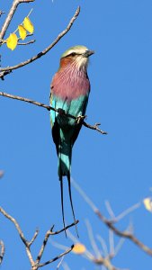 Lilac-breasted Roller