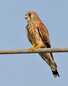 Lesser Kestrel