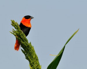 Orange bishop