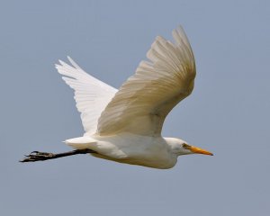 Cattle egret