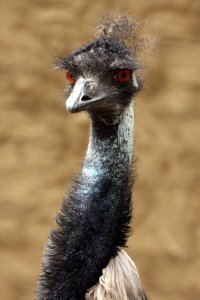 Emu