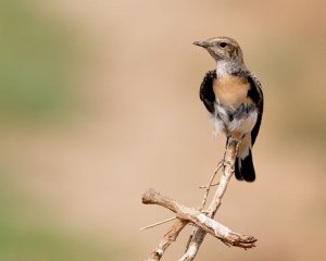 Heavy moult