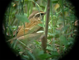 Pale-legged leaf Warbler - DB