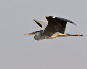 Grey heron