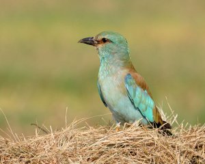 European roller