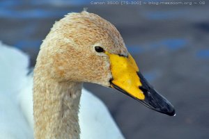 Whooper at Irvine harbour