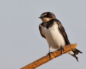 Young barn swallow