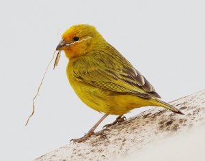 Saffron finch