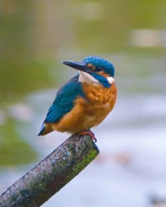 Nikon P6000 Kingfisher