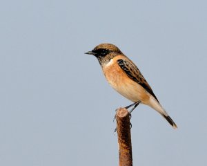 Stonechat