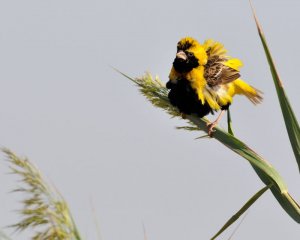 All fluffed up