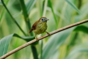 Striped Tit-Babbler