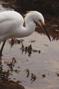 Snowy egret