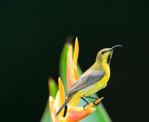 Olive-Backed Sunbird