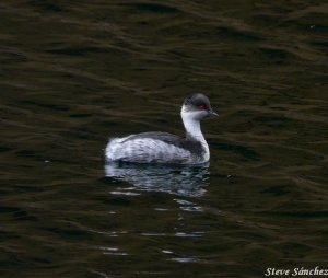 Silvery Grebe