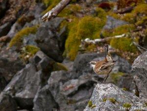 White Winged Cinclodes