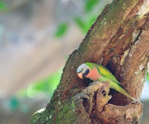 Red-Breasted Parakeet