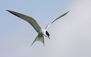 Common Tern