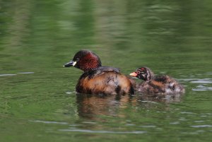 Little Grebe and Chick