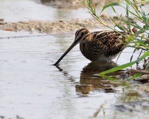 Snipe