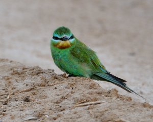 Blue-cheeked bee-eater