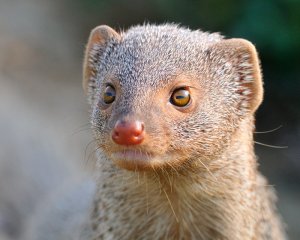 Mongoose eyes