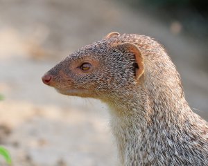 Mongoose profile