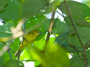 Common Iora