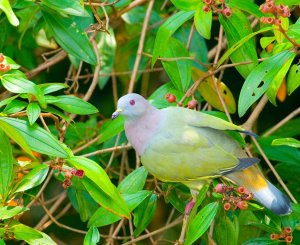 Pink-Necked Green Pigeon