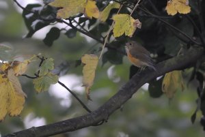 Red-flanked Bluetail