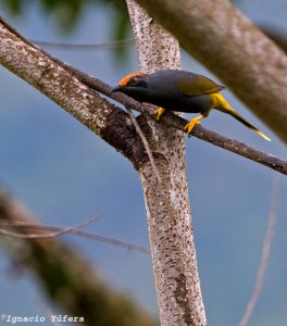 Fiery-browed Starling