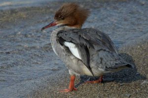 Mergus merganser