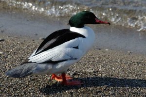 Mergus merganser