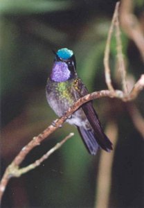 Purple-throated Mountain-Gem ( White-throated Mountain-gem )