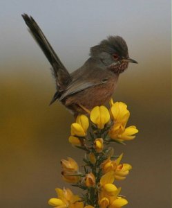 Dartford Warbler