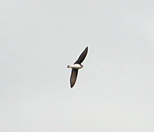 Sand Martin