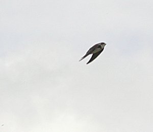 Sand Martin1