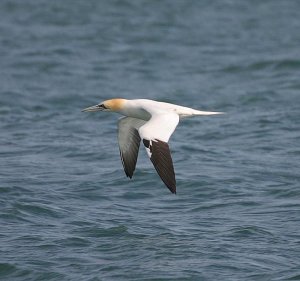 Gannet